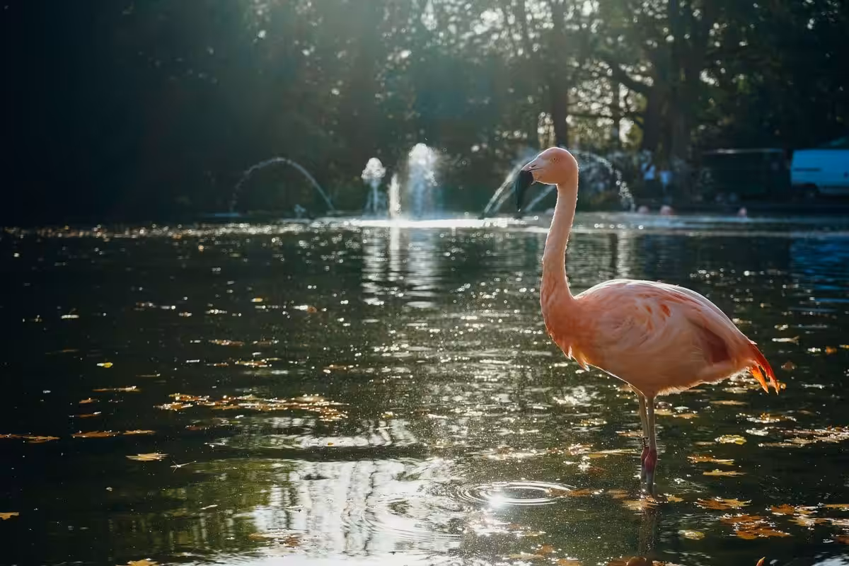 Flamingo steht im Wasser bei Sonnenschein in Dortmund